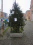 Albero di Natale 2010 thumb 001