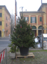 Albero di Natale 2010 thumb 002